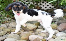 Miniature Poodle dogs for sale: Amos - Image 21