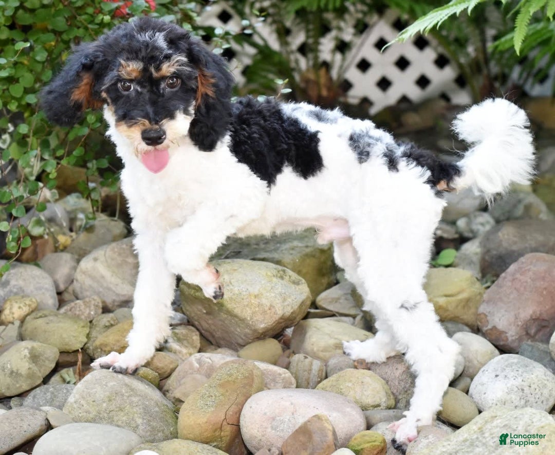 Miniature Poodle dogs for sale: Amos - Image 21