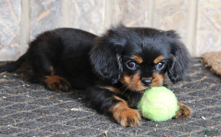 Cavalier King Charles Spaniel dogs for sale - Ad 3