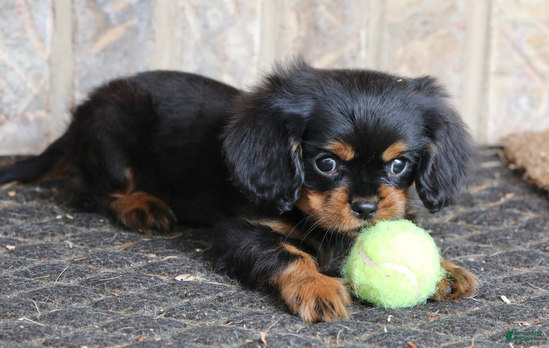 Cavalier King Charles Spaniel dogs for sale: Bentley - Image 1