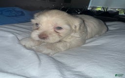 Shihpoo dogs for sale: Rover - Image 7