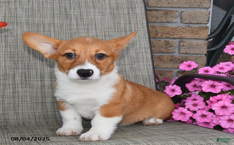 Welsh Corgi Pembroke dogs for sale - Ad 1