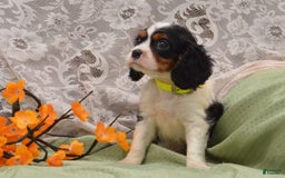 Cavalier King Charles Spaniel dogs for sale: Damian - Image 5