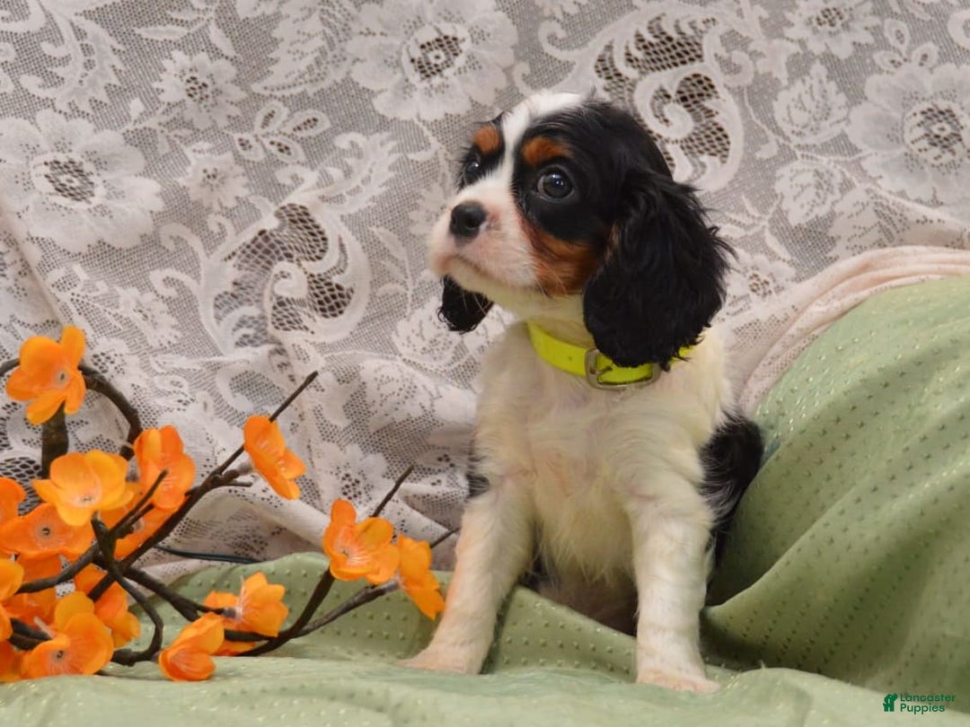 Cavalier King Charles Spaniel dogs for sale: Damian - Image 5