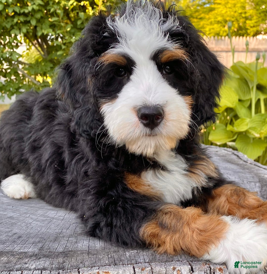 Mini Bernedoodle dogs for sale: ❤️ Boston Ma ❤️ Mini Bernedoodle - Image 2
