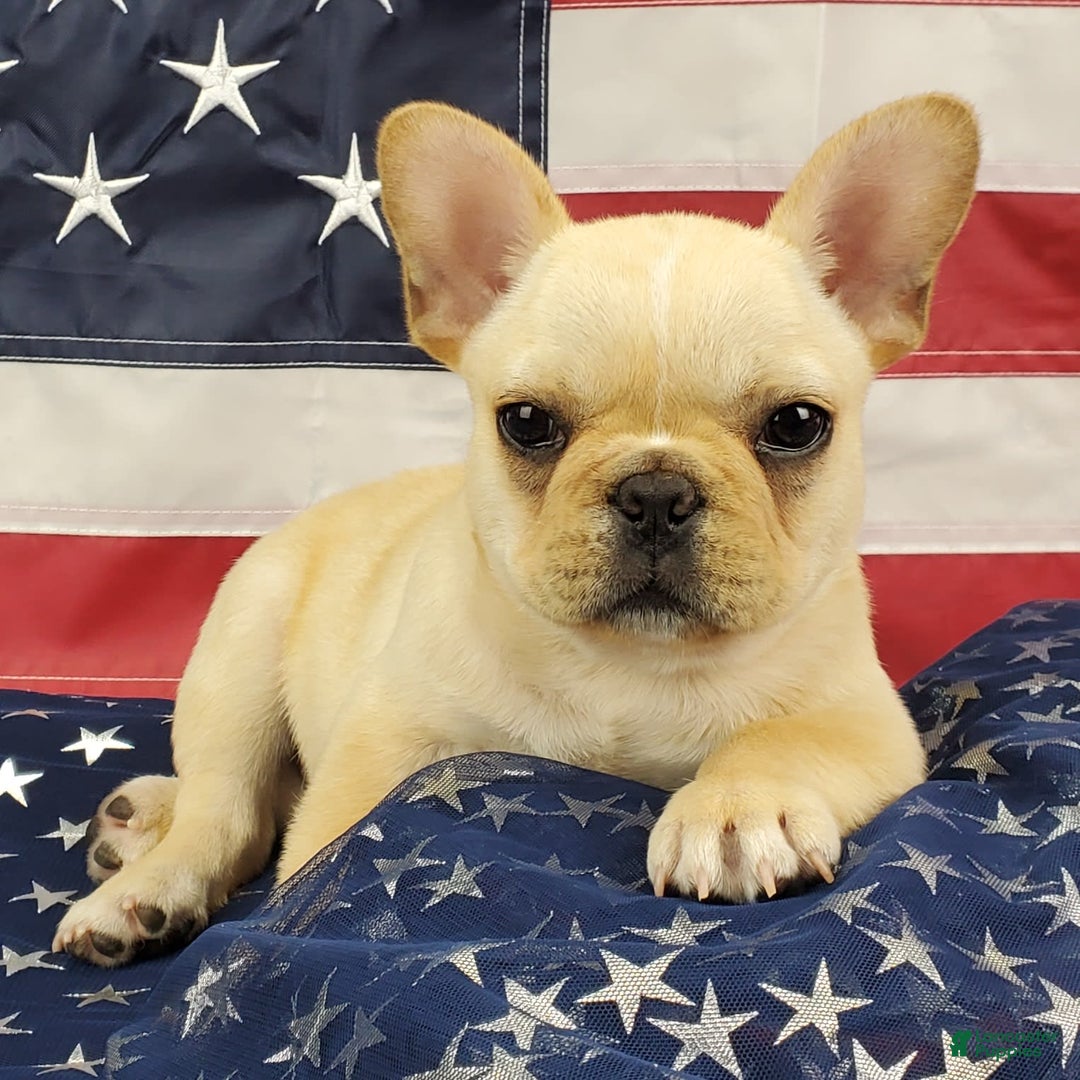 French Bulldog dogs for sale: Triumph - Image 2