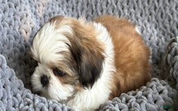Shih Tzu dogs for sale: Ollie - Image 2
