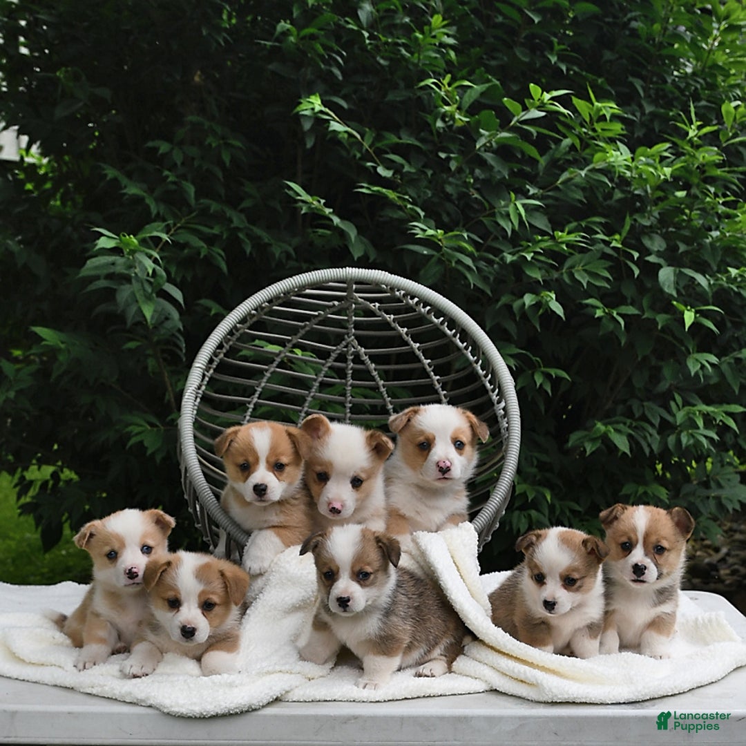 Welsh Corgi Pembroke dogs for sale: Nugget - Image 19