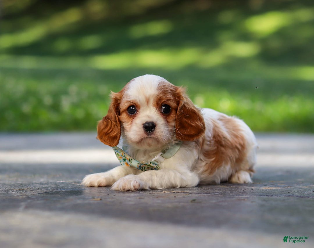 Cavalier King Charles Spaniel dogs for sale: Charlie - Image 1