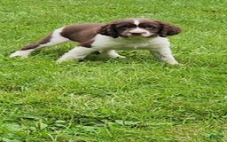 English Springer Spaniel dogs for sale: Banelli - Image 8