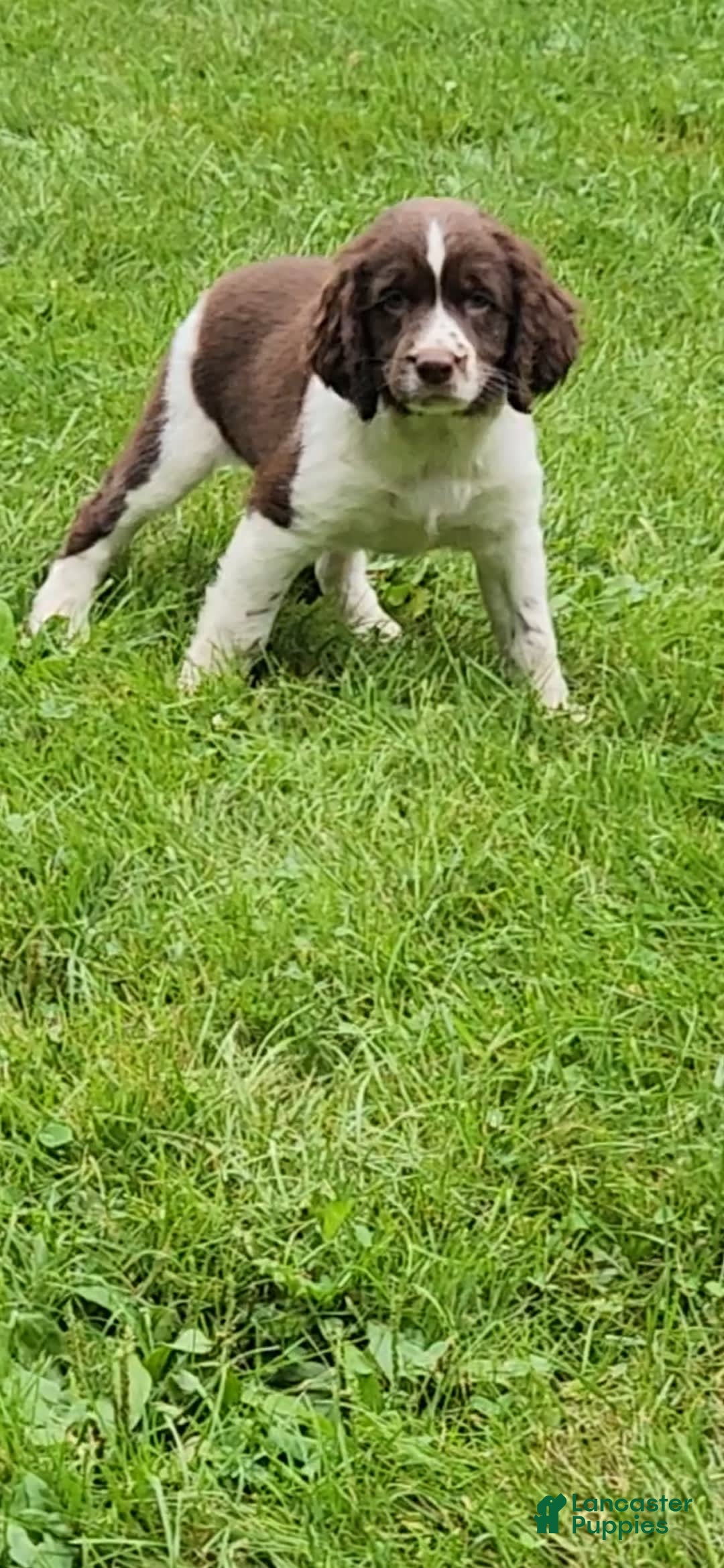 English Springer Spaniel dogs for sale: Banelli - Image 8