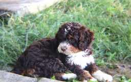 Mini Bernedoodle dogs for sale: Midget - Image 5