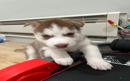 Siberian Husky dogs for sale: Rocky - Image 4