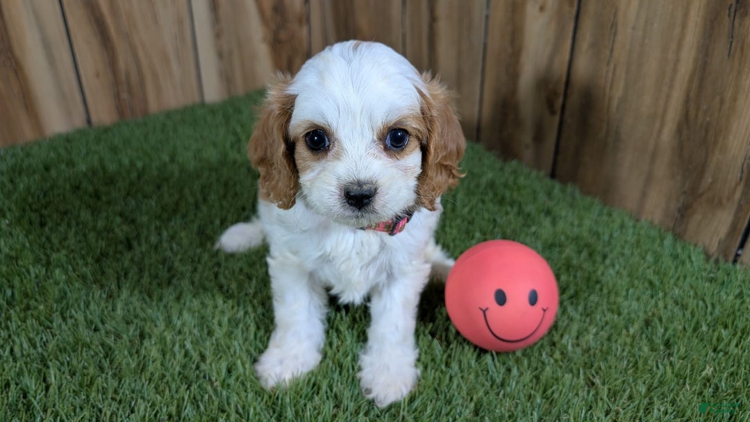 Cavapoo dogs for sale: Fiona Girl 1 - Image 1