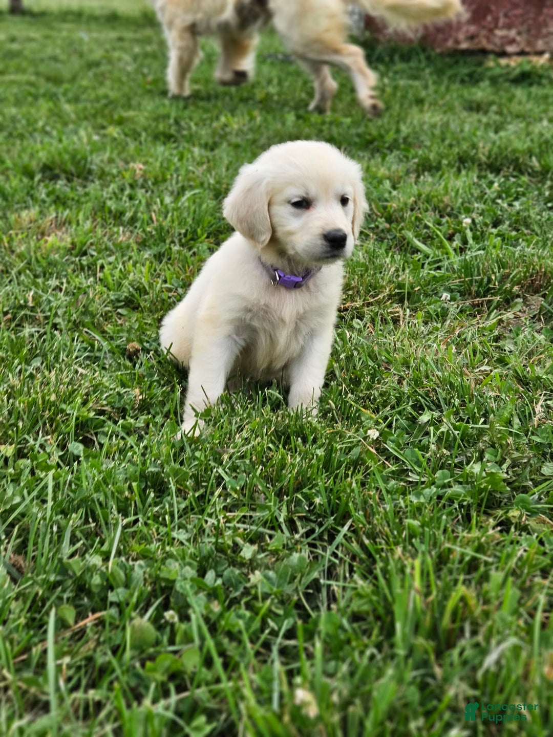Golden Retriever dogs for sale: Jasmine - Image 6