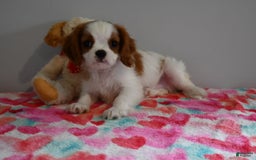 Cavalier King Charles Spaniel dogs for sale: Puddles - Image 2