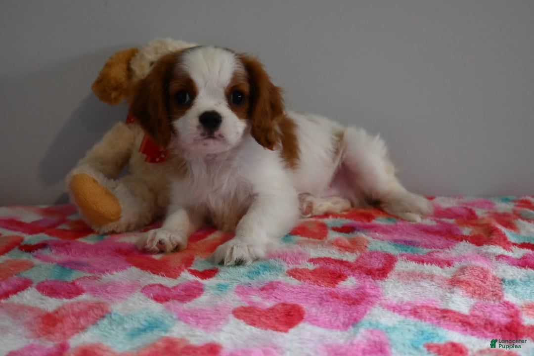 Cavalier King Charles Spaniel dogs for sale: Puddles - Image 2