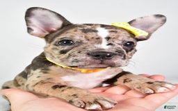 Frenchton dogs for sale: Freddy - Image 5