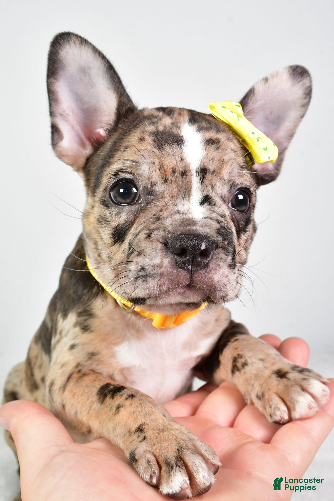 Frenchton dogs for sale: Freddy - Image 5
