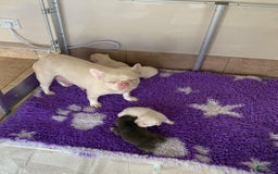 French Bulldog dogs for sale: Kendra - Image 4