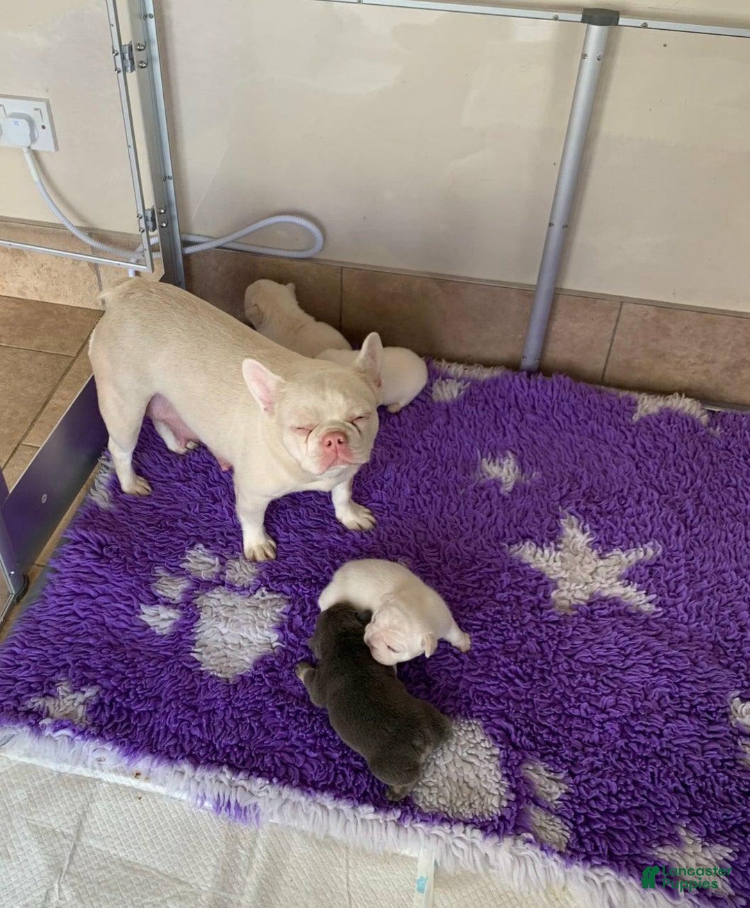 French Bulldog dogs for sale: Kendra - Image 4
