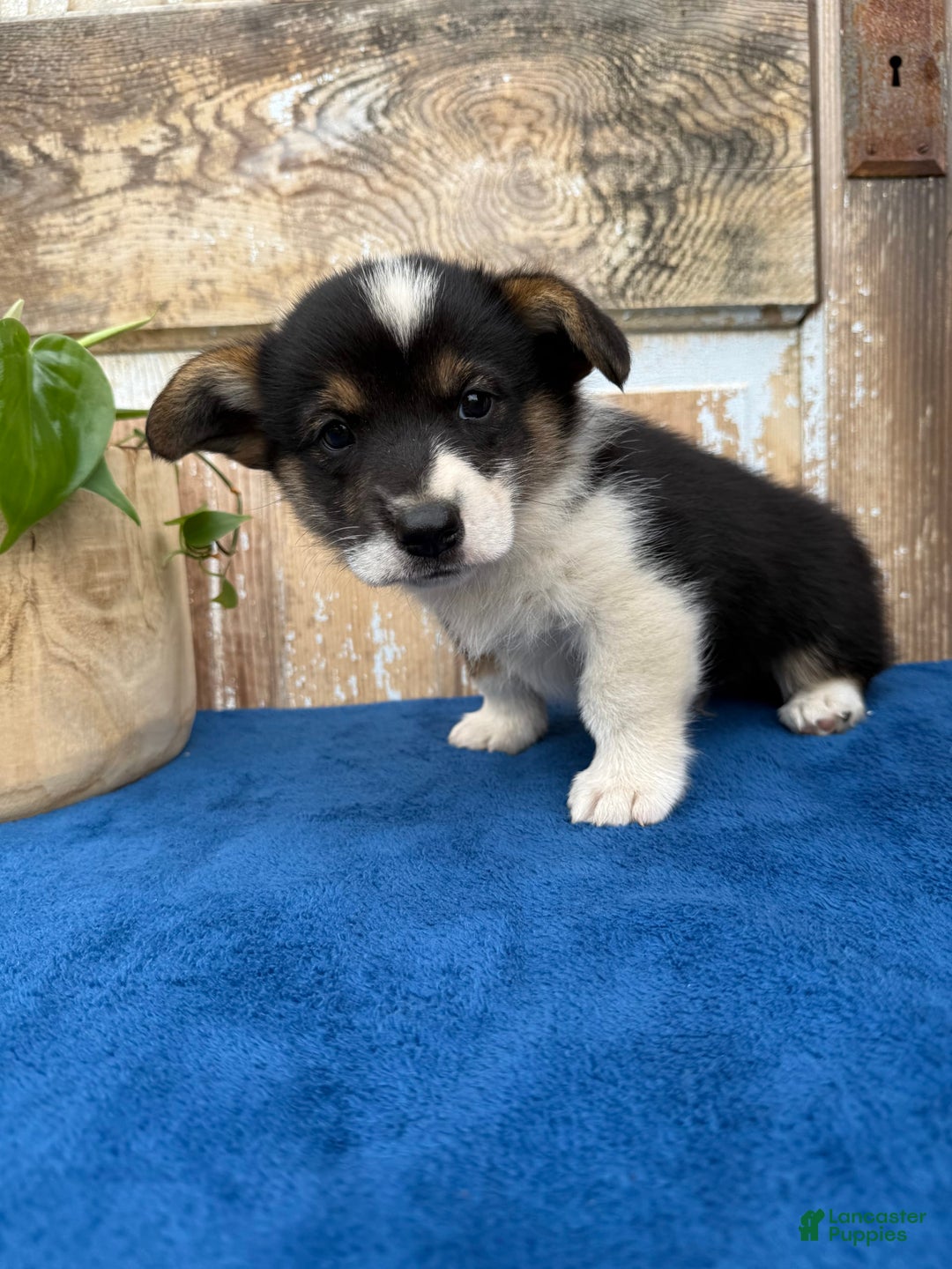Welsh Corgi Pembroke dogs for sale: Chase - Image 4