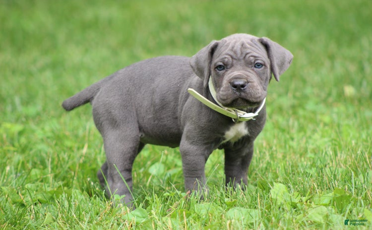 Cane Corso dogs - Advert 10