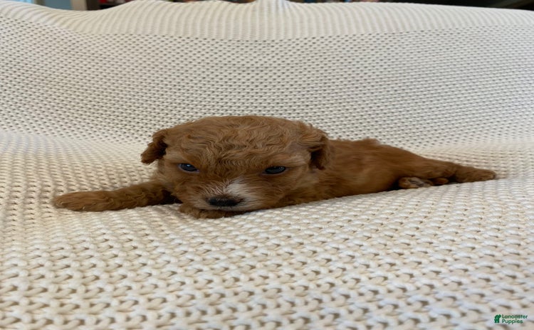 Cavapoo dogs for sale - Ad 3