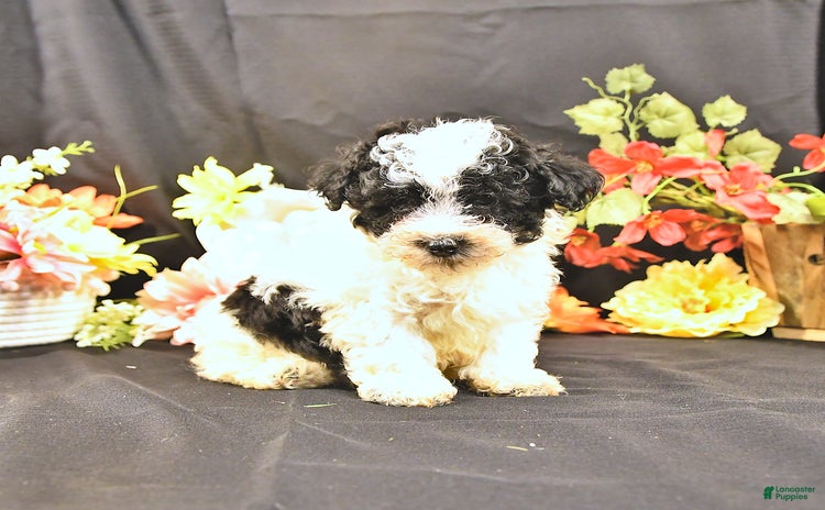 Miniature Poodle dogs for sale - Ad 5