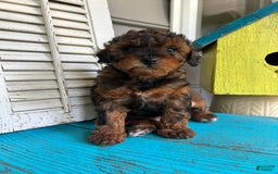 Cavapoo dogs for sale: Bailey - Image 1