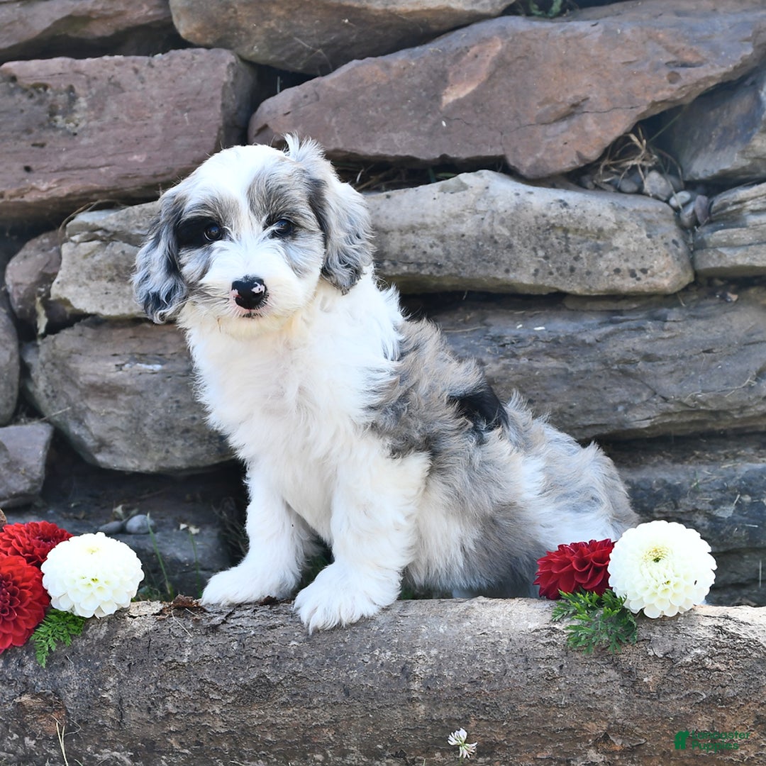 Aussiedoodle dogs for sale: Mindy - Image 2