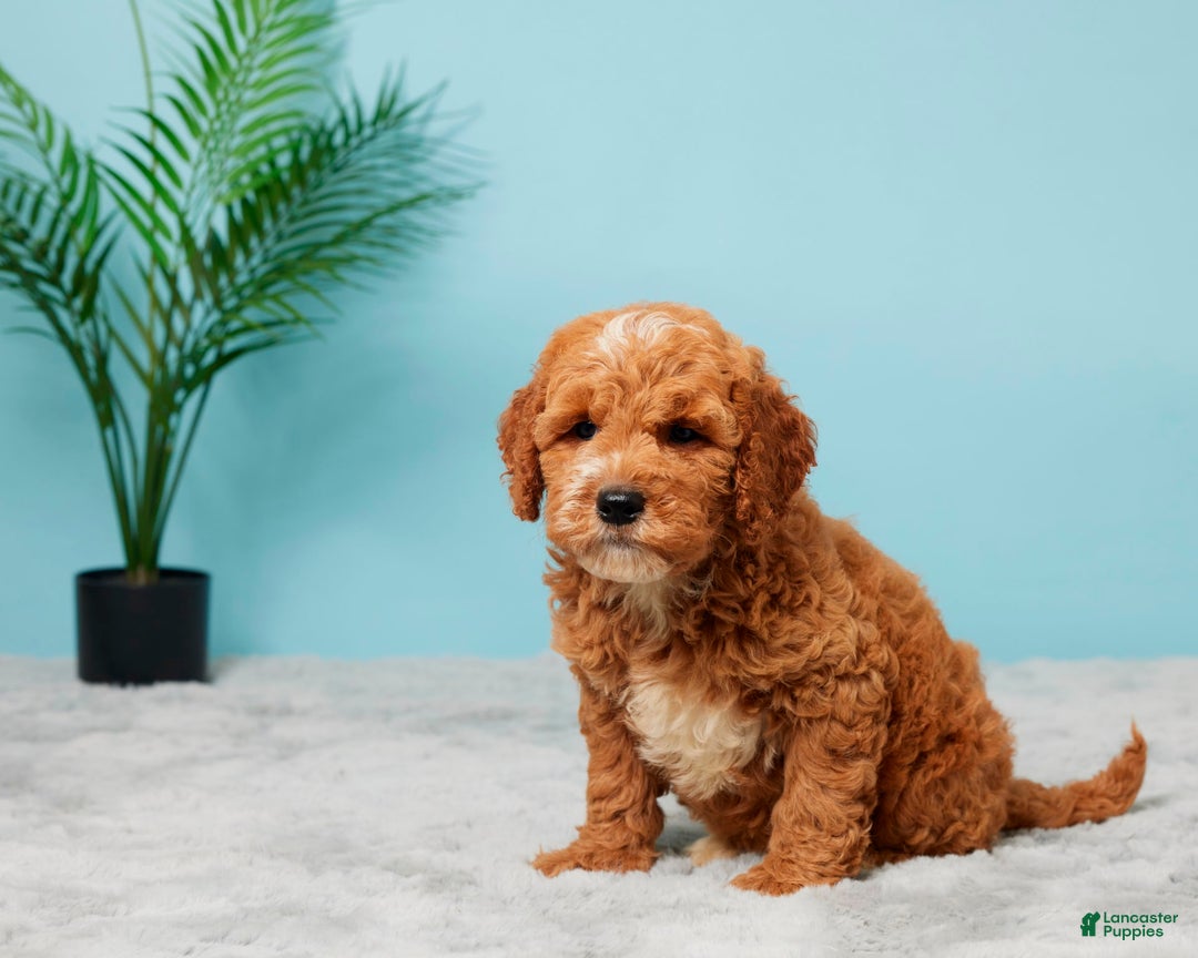 Mini Goldendoodle dogs for sale: Nellie - Image 2