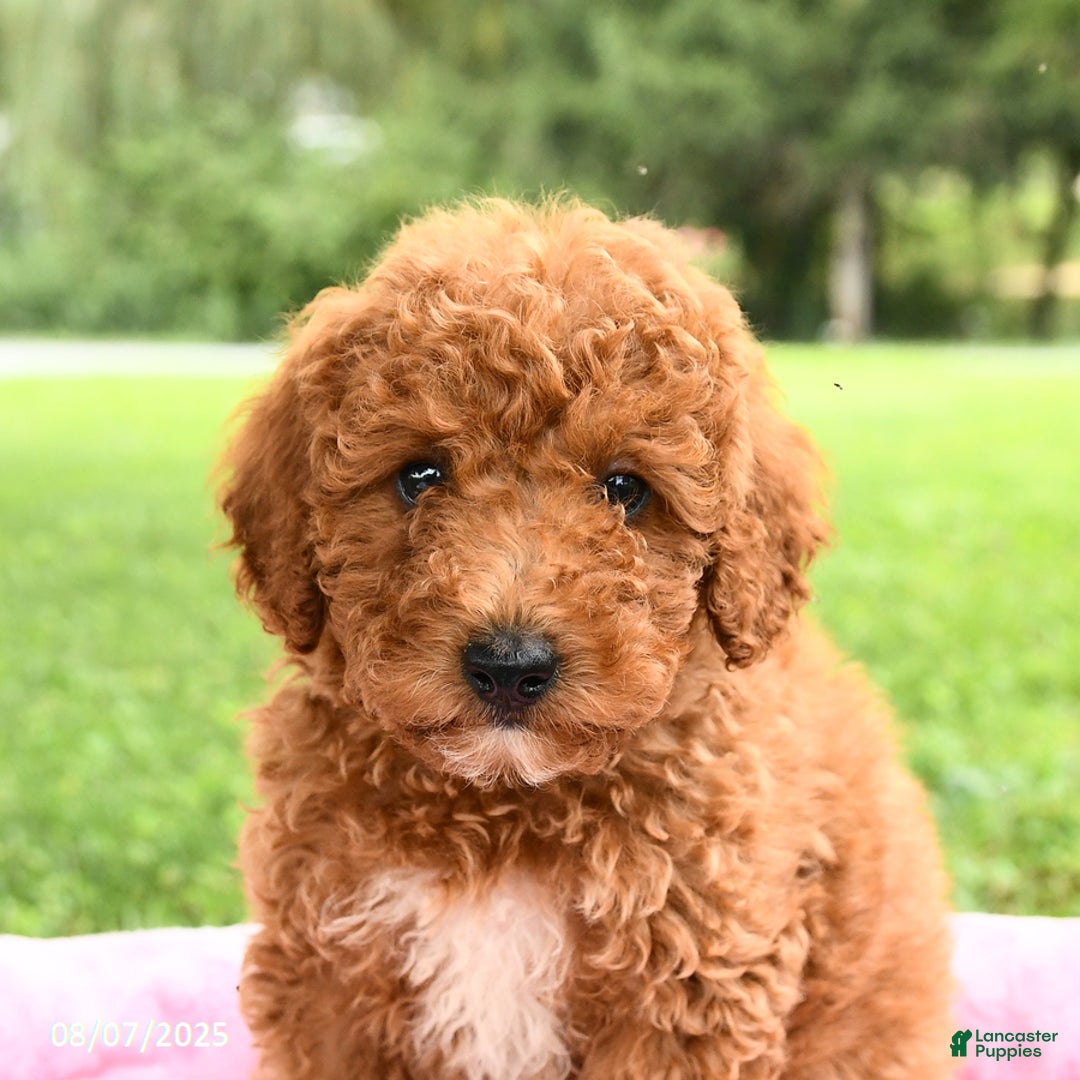 Miniature Poodle dogs for sale: Angel - Image 4