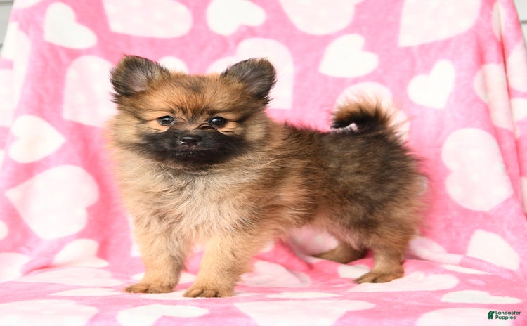 Pomeranian dogs for sale - Ad 4