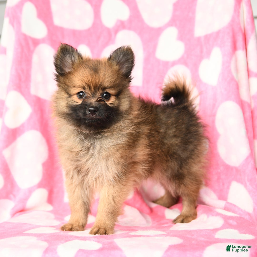 Pomeranian dogs for sale: Pomeranian 3 puppies - Image 7