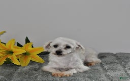 Morkie dogs for sale: Rover - Image 12