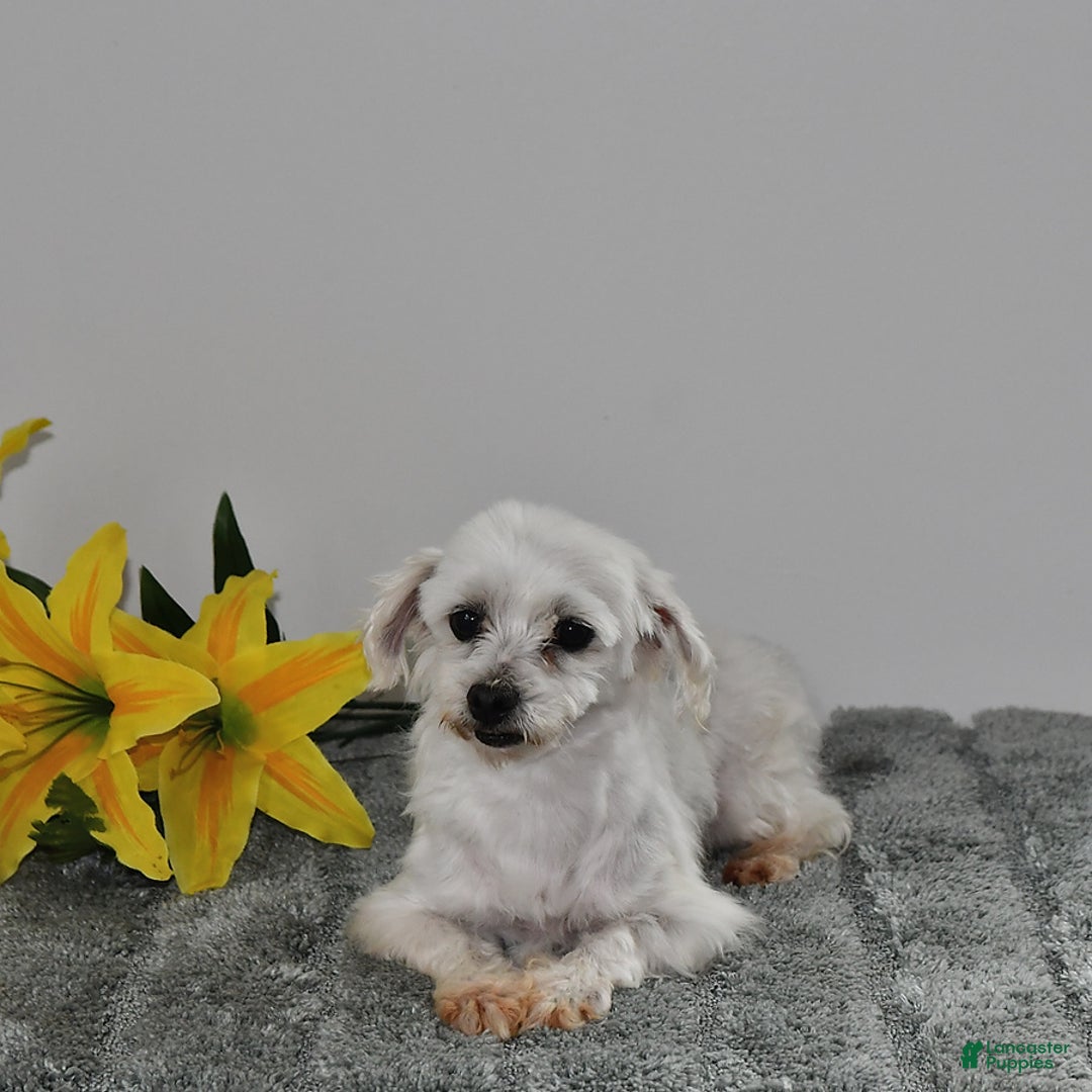 Morkie dogs for sale: Rover - Image 12