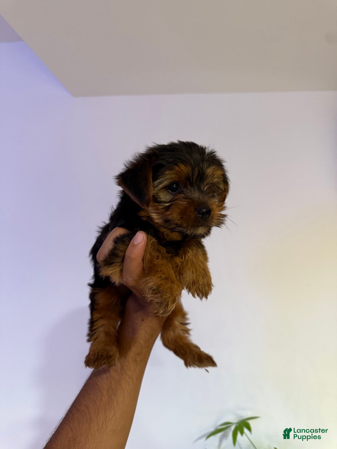 Yorkshire Terrier dogs for sale: T-rex - Image 3