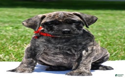 English Mastiff dogs for sale: Vicky - Image 2