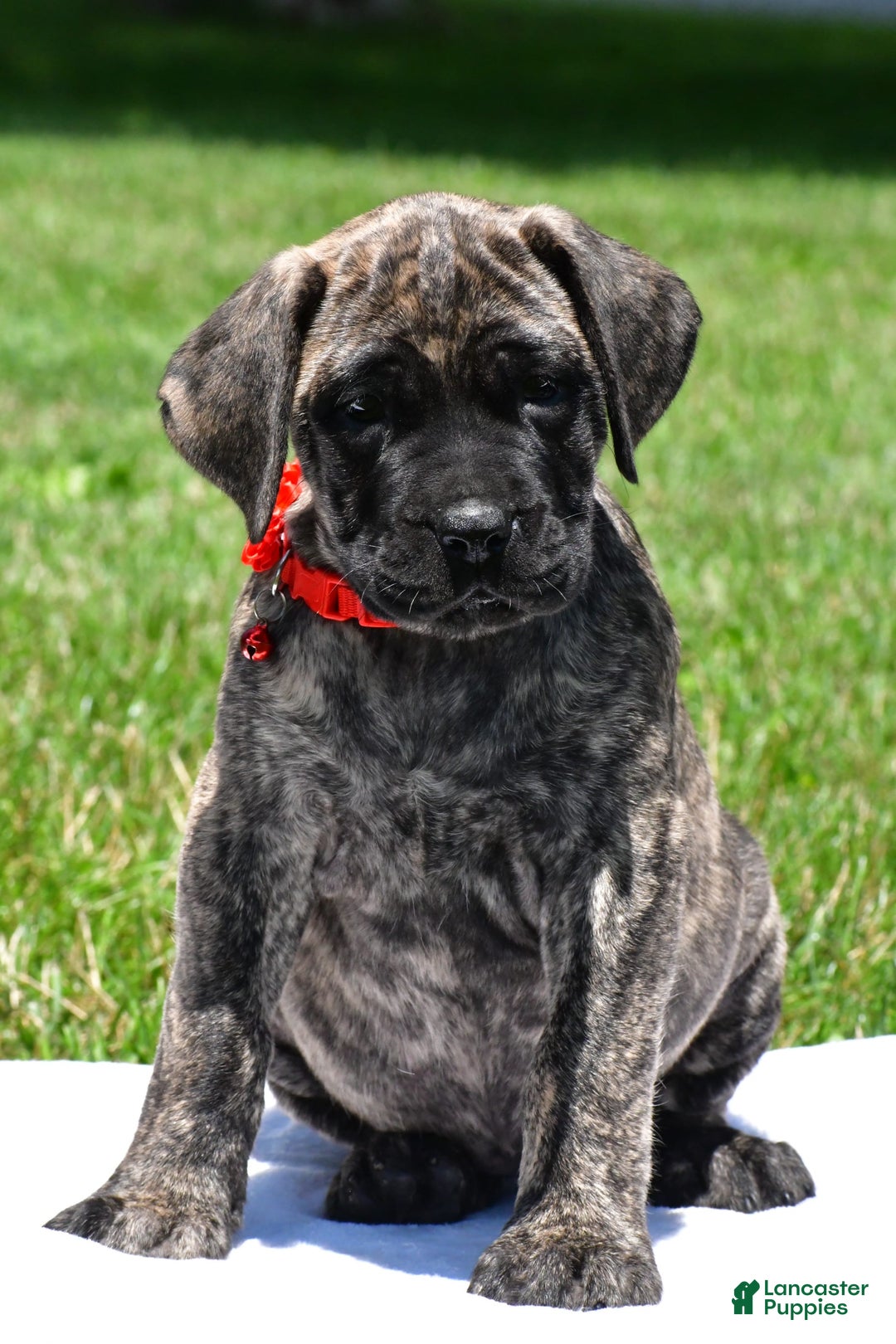 English Mastiff dogs for sale: Vicky - Image 2