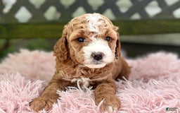 Cavapoo dogs for sale: Braxton - Image 3