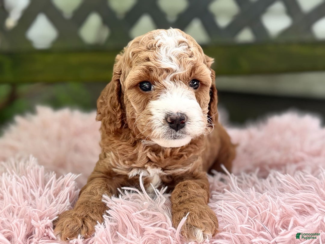 Cavapoo dogs for sale: Braxton - Image 3