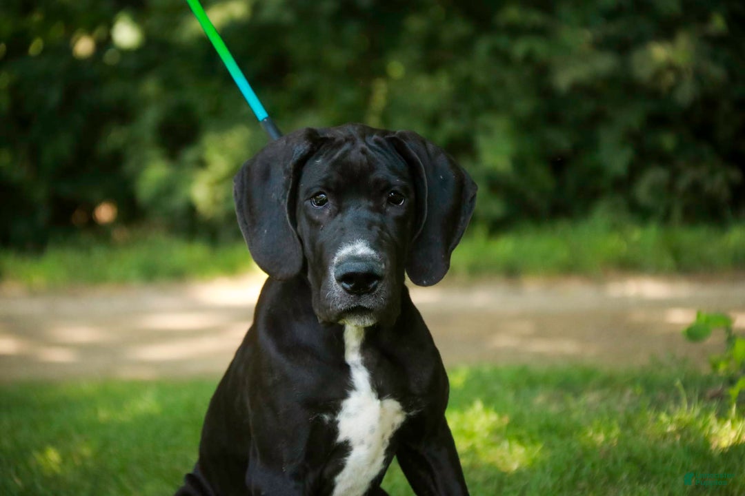 Great Dane dogs for sale: Athena - Image 10
