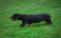 Rottweiler dogs for sale: Clair Bear - Image 6