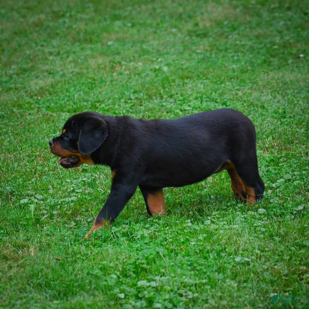 Rottweiler dogs for sale: Clair Bear - Image 6