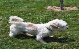 Havanese dogs for sale: Dusty - Image 7