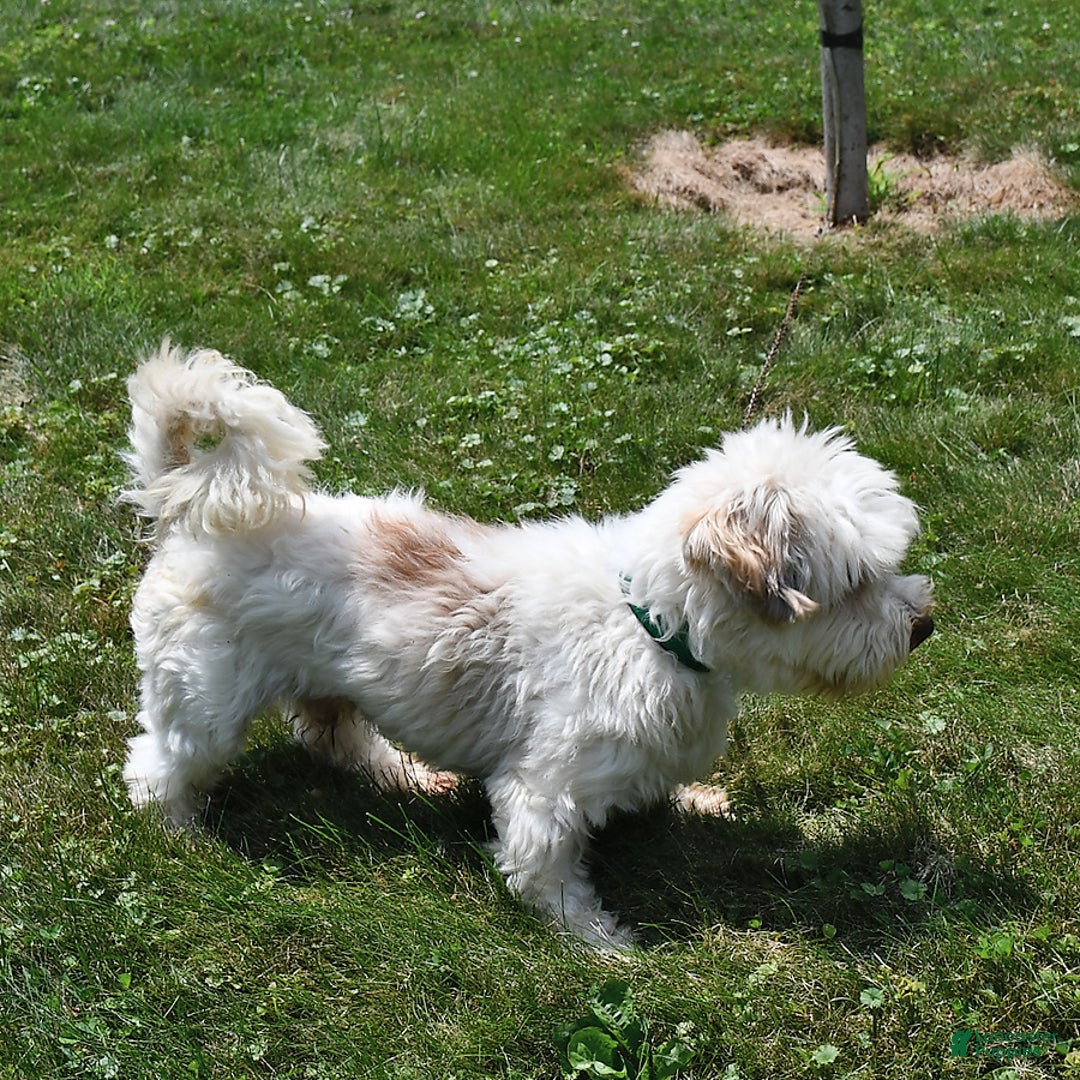 Havanese dogs for sale: Dusty - Image 7