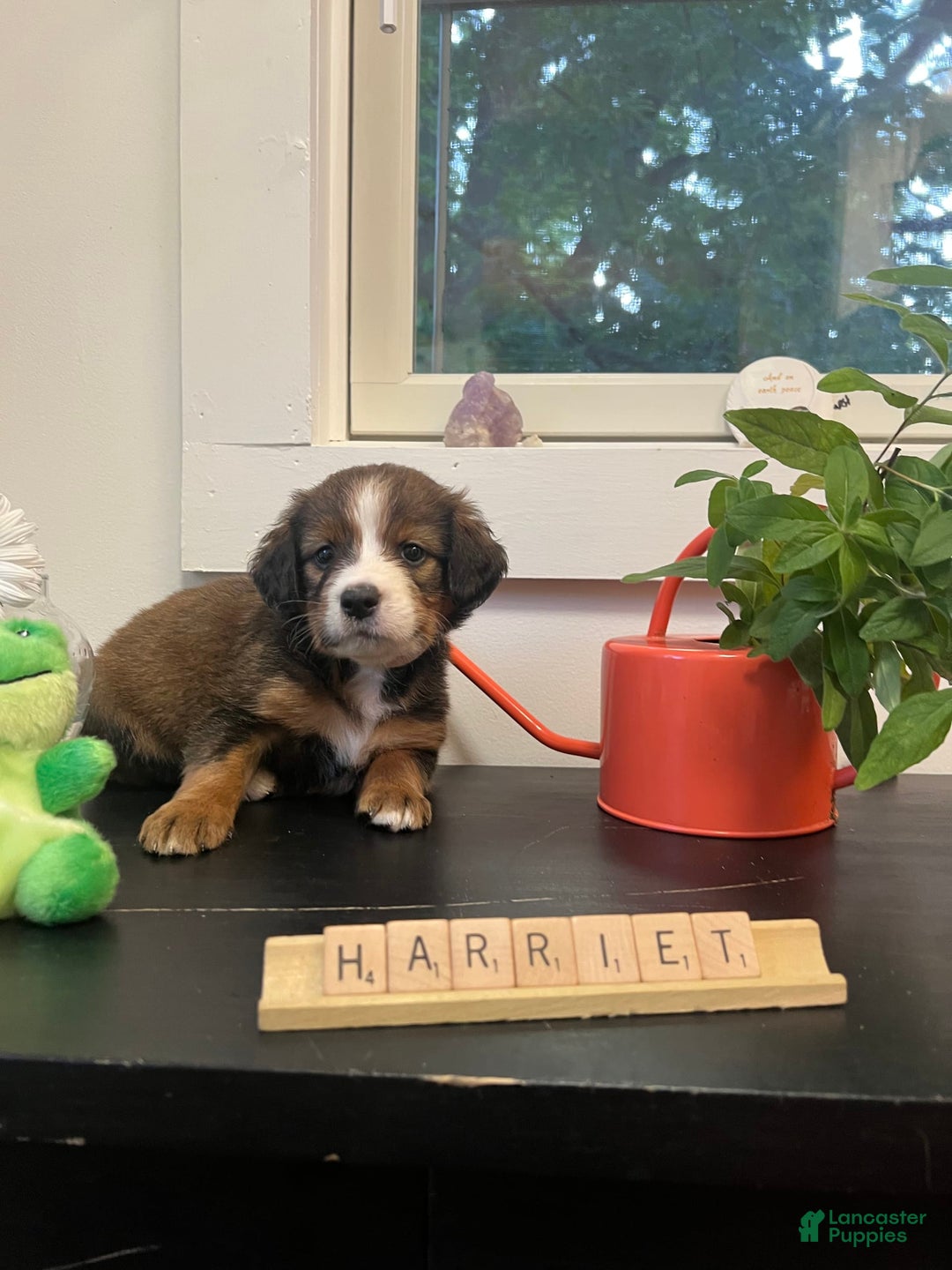Bernedoodle dogs for sale: Harriet - Image 13