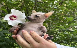 Chihuahua dogs for sale: Splinter - Image 4