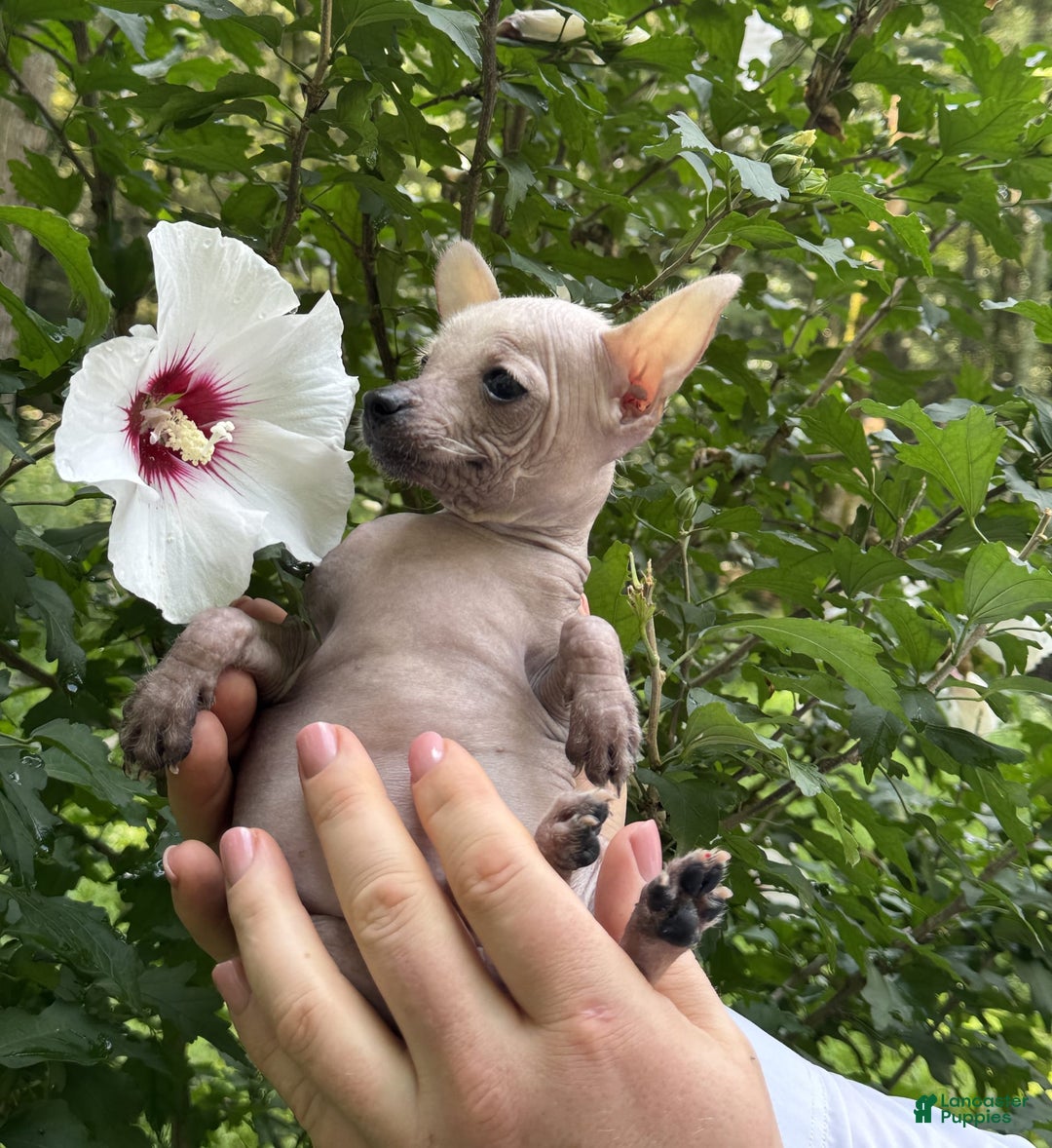 Chihuahua dogs for sale: Splinter - Image 4